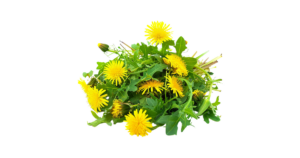 Dandelion Extract: Natural Detoxifier